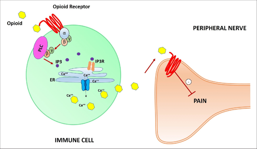 Do you know that the pain receptors present in the skin, discovered recently, were indicated in the Quran 1500 years ago?