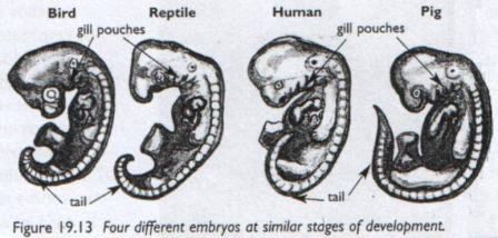 Embryology and Quran